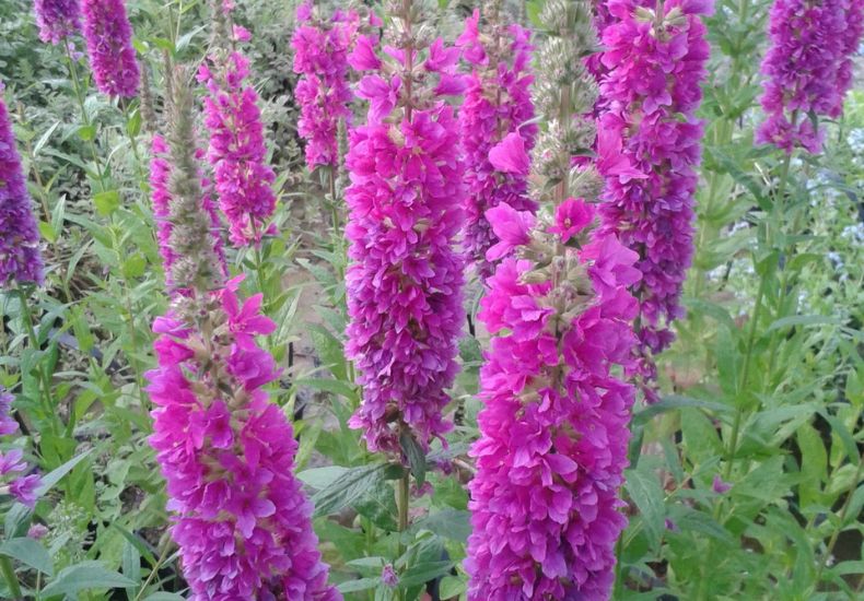 Ψηλά μοβ λουλούδια αιχμές του μωβ loosestrife 'robert' που ανεβαίνει πάνω από το πράσινο φύλλωμα.