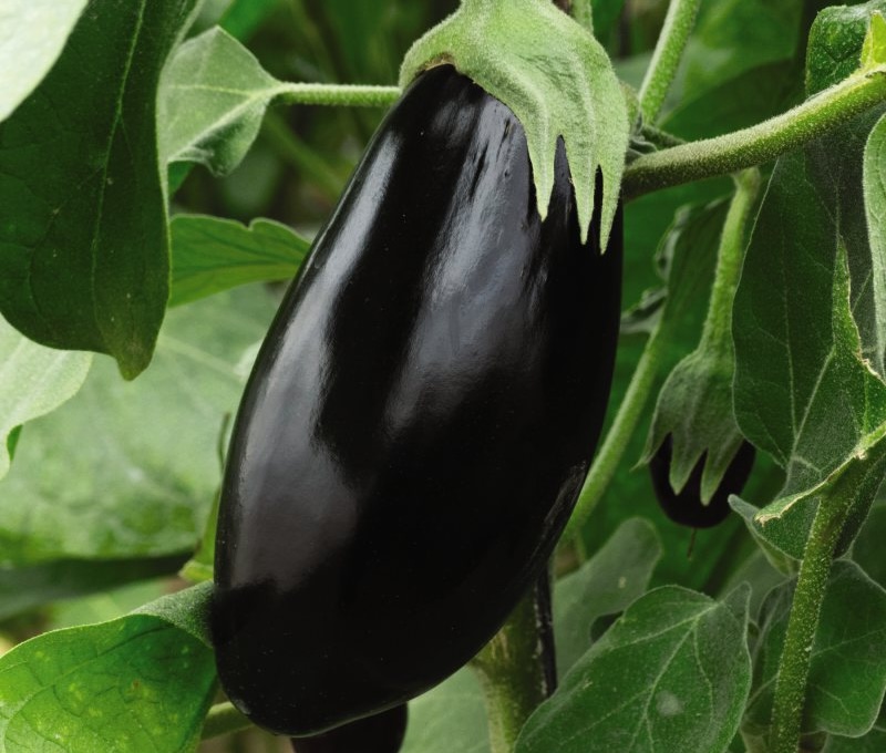 Aubergine μαύρη ομορφιά