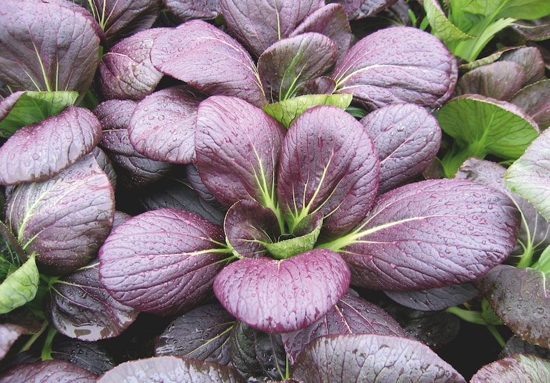 Pak Choi