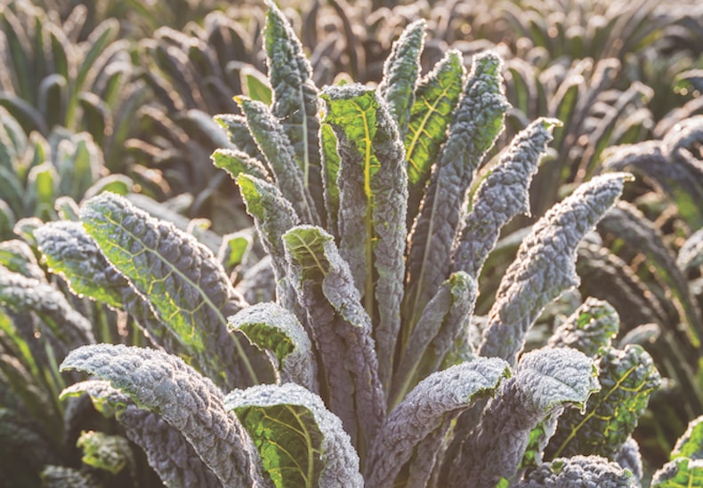 Kale 'Nero Di Toscana'