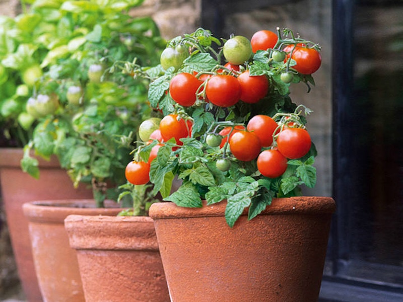 Πίνακας Top Tomato