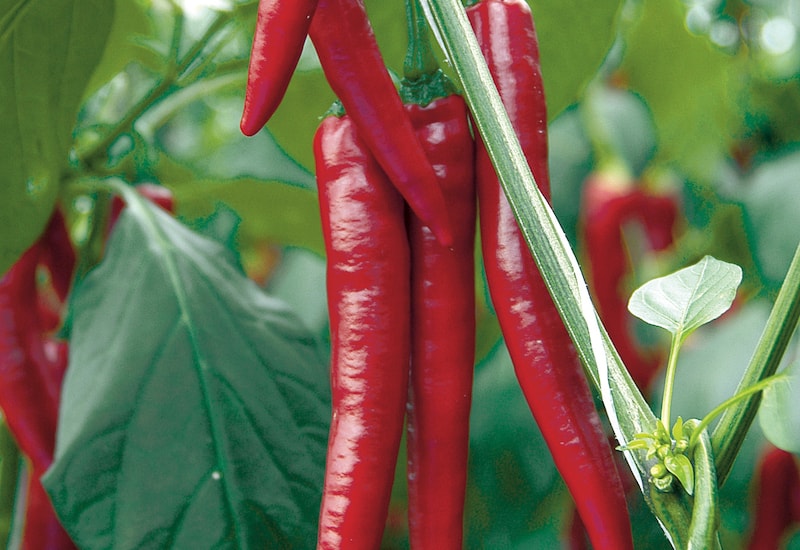 Πιπέρι chilli 'medina' f1 (εμβολιασμένο) από suttons
